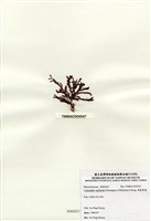藏品(硬盾果藻)的圖片